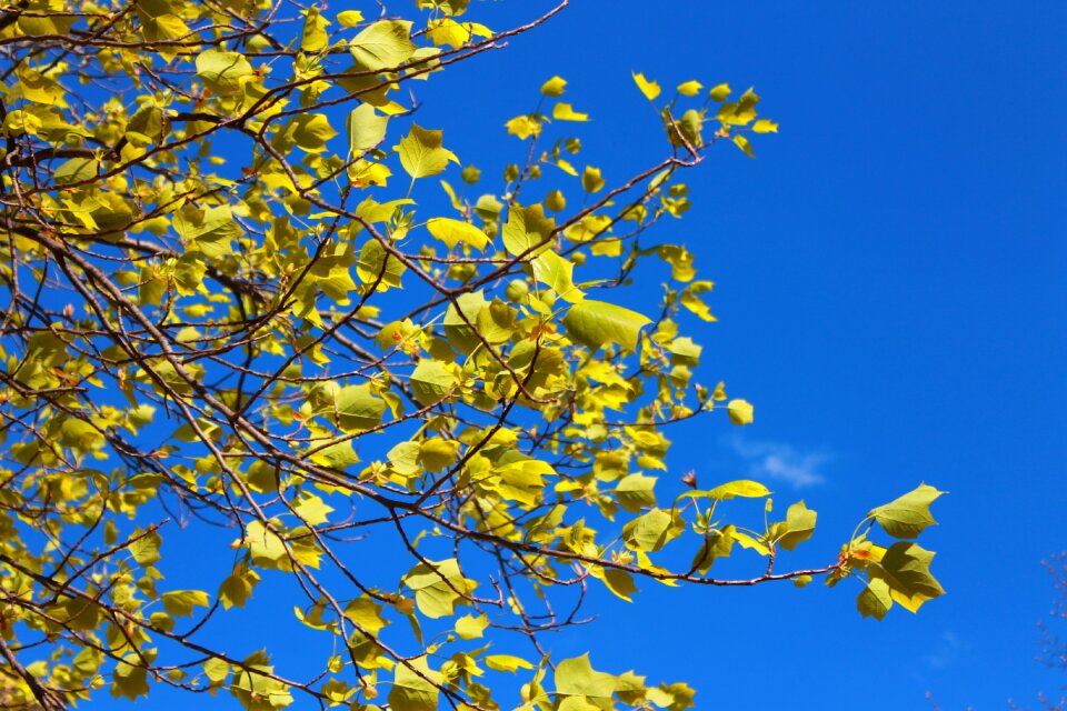 Branches sky nature