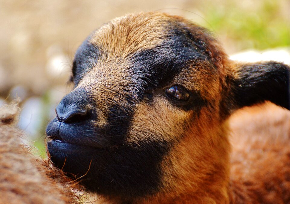 Young animal newborn cute