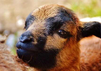 Young animal newborn cute