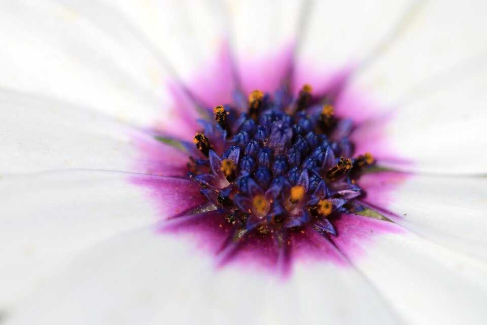 Plant nature flowers