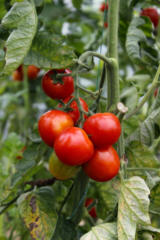 Fresh organic food