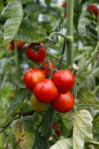 Fresh organic food