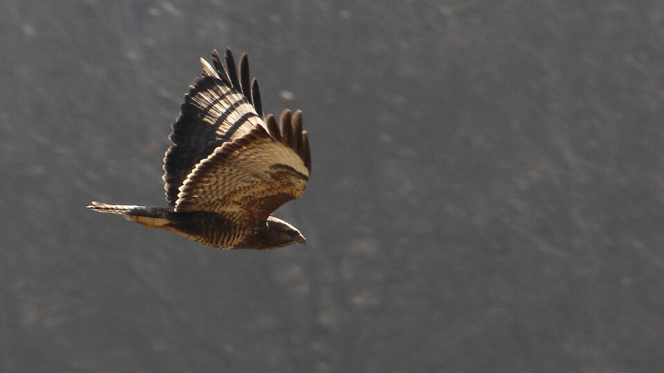 Bird raptor bird in flight