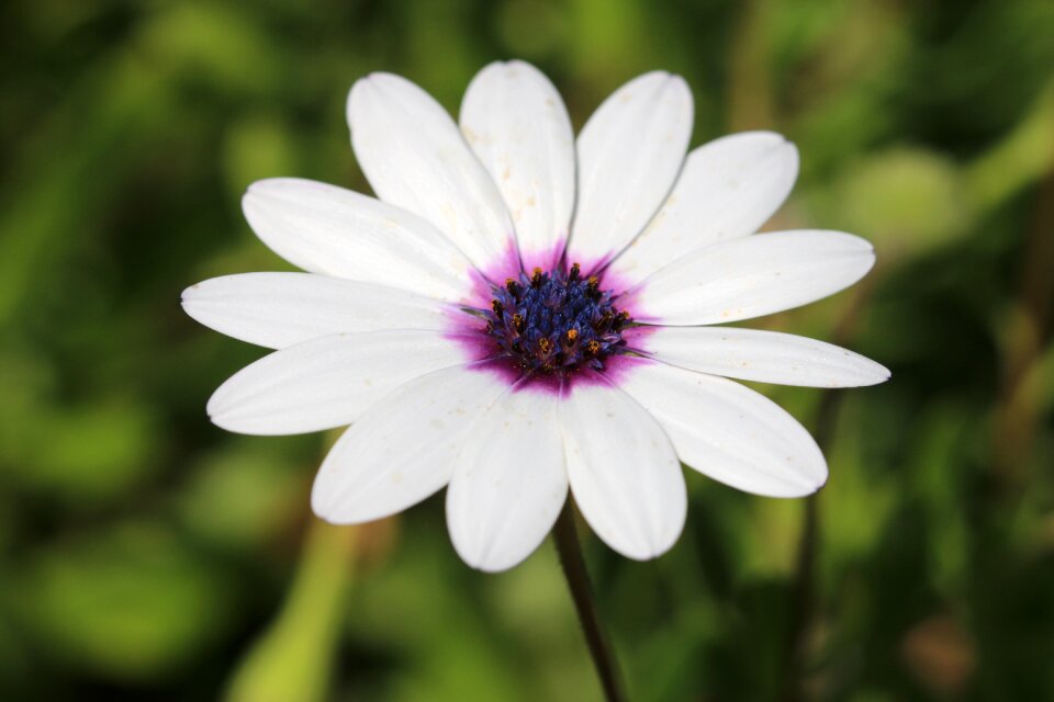 Plant nature flowers