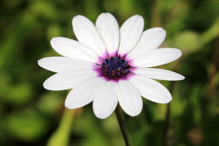 Plant nature flowers