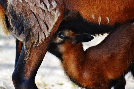 Newborn young animal drink