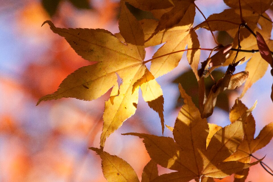 Yellow orange leaves