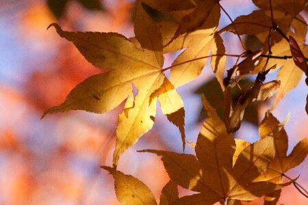 Yellow orange leaves photo