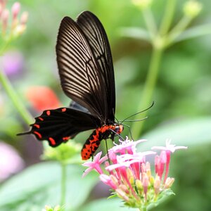 Butterfly exotic flowers photo
