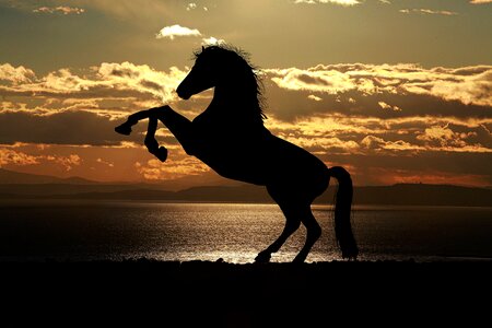 Horses animal silhouette