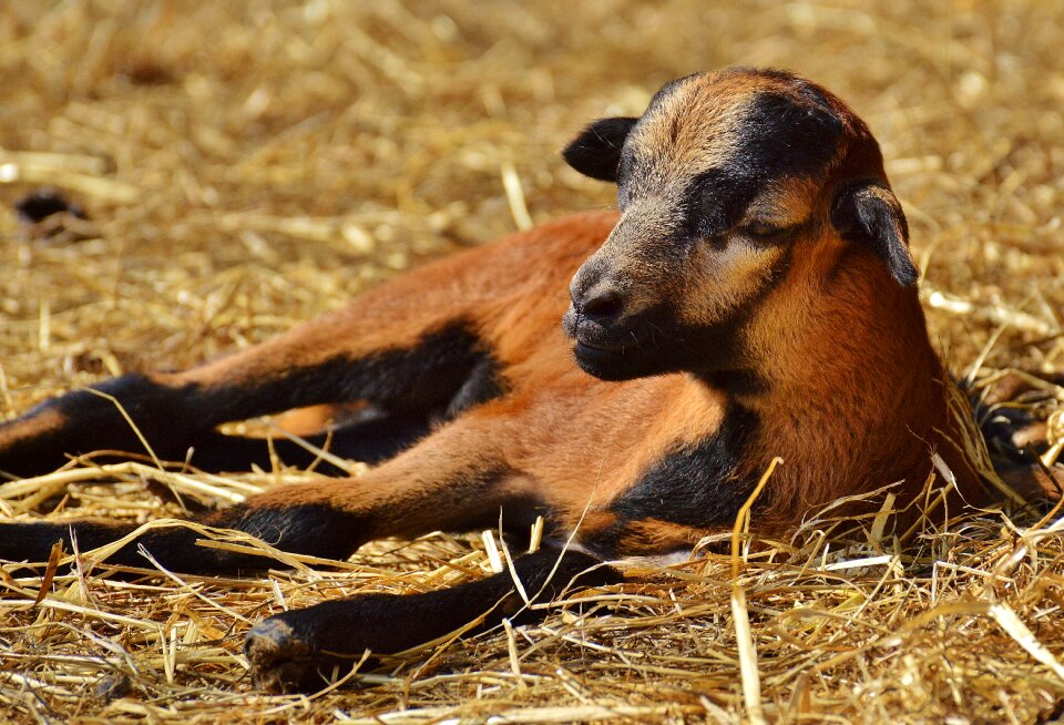 Young animal newborn cute