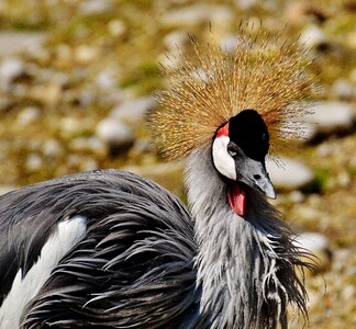 Poultry funny beautiful