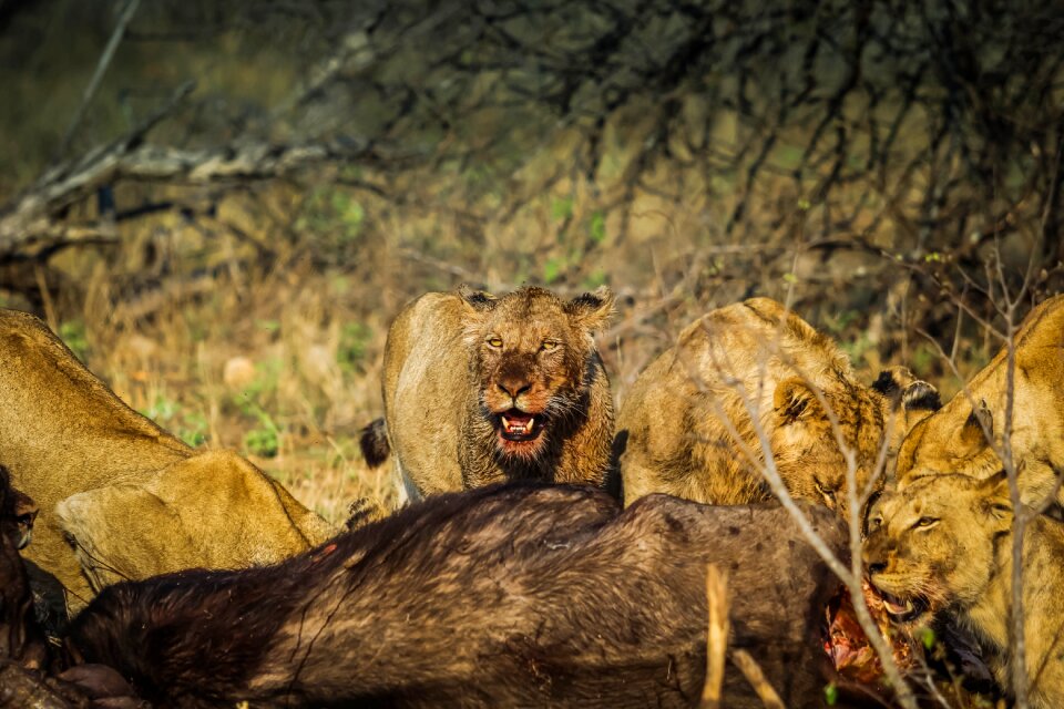 Feline lion daytime photo