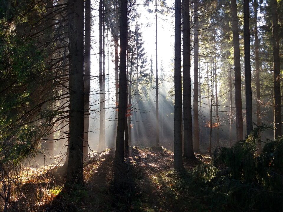Nature tree light