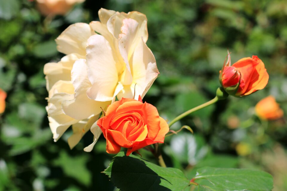 Plant nature flowers