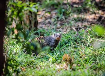 Mammal bird outdoors