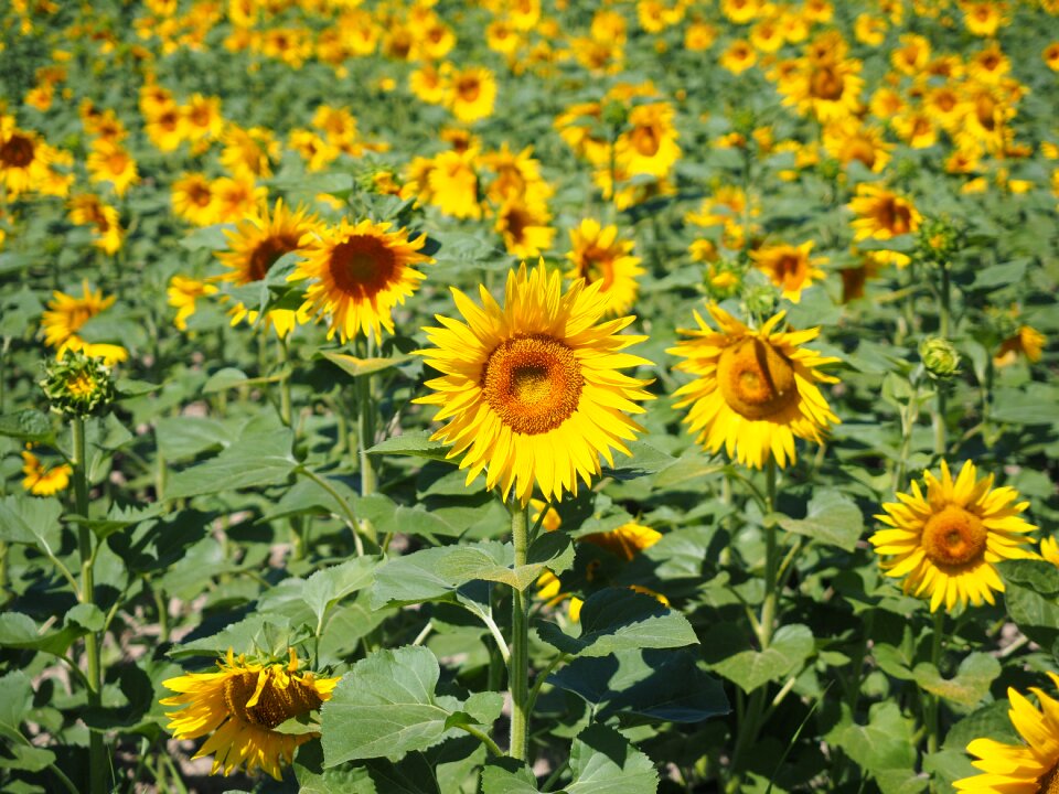 Flower nature plant