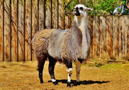 Funny cute tierpark hellabrunn