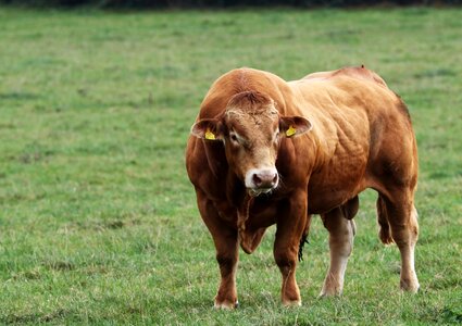 Cow farm brown photo