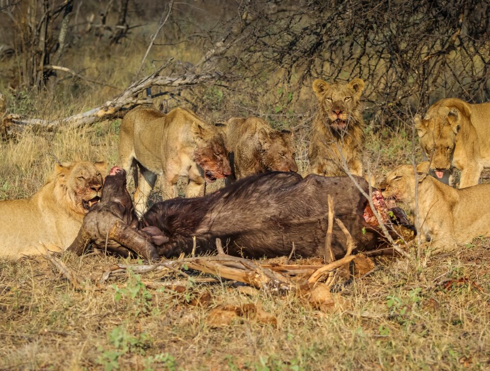Feline lioness hunter