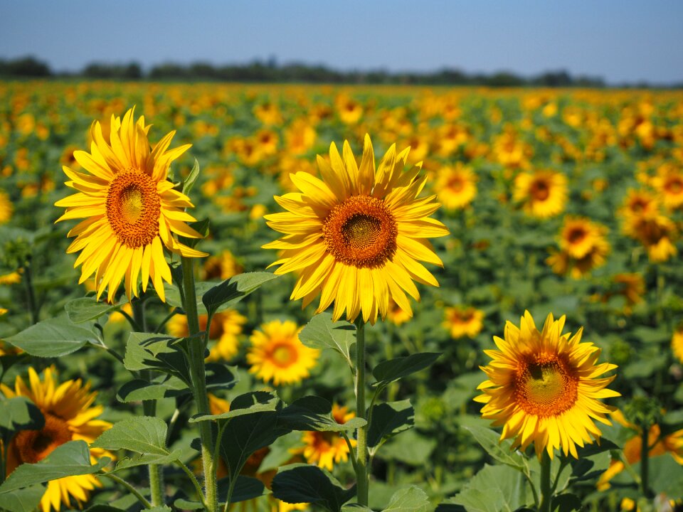 Flower nature plant