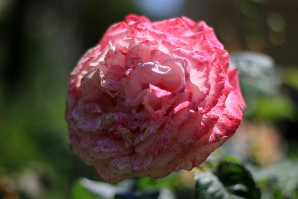 Plant nature flowers