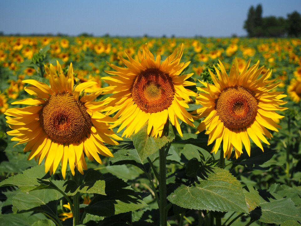 Flower nature plant