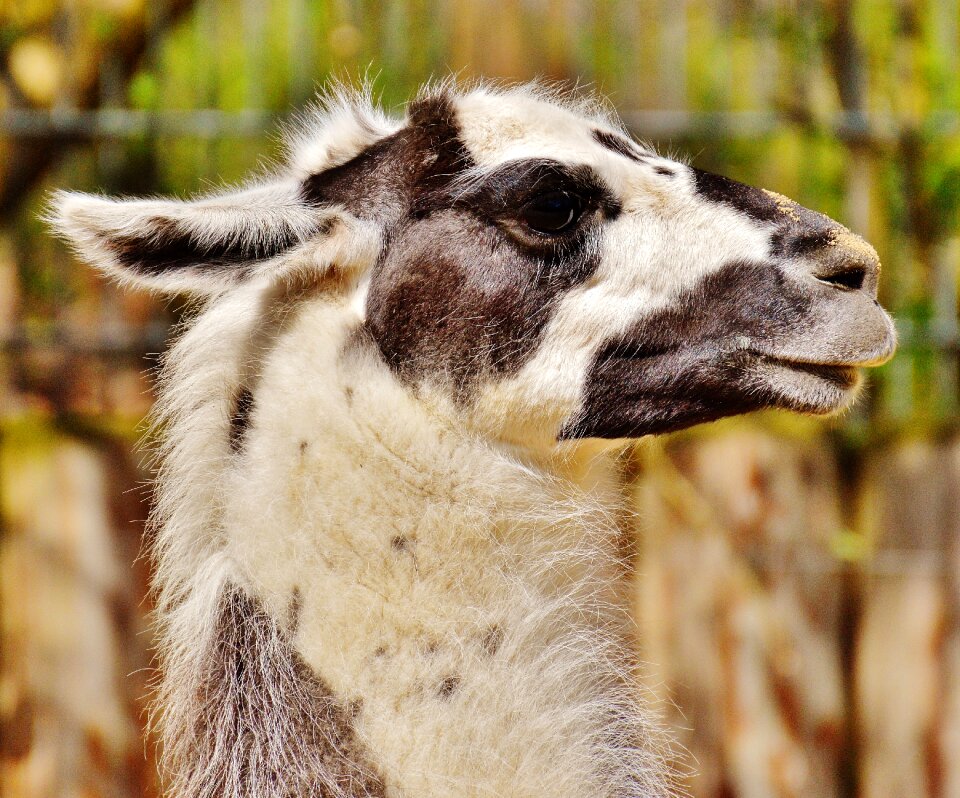 Funny cute tierpark hellabrunn