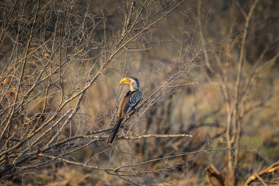 Animal morning winter