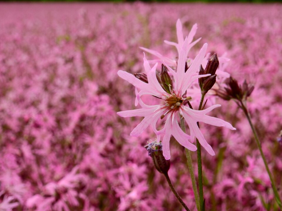 Bloom pink field
