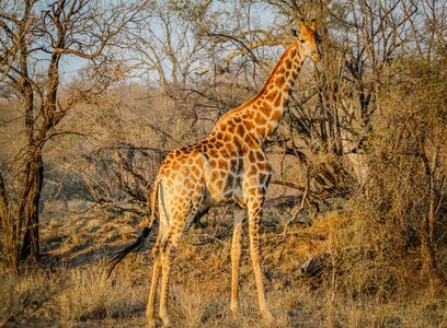 Wild nature safari