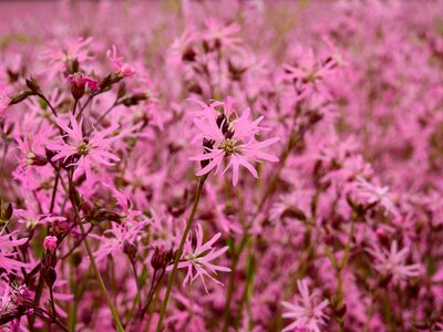Bloom pink field