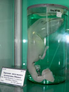 Зародыш_Balaenoptera_acutorostrata
