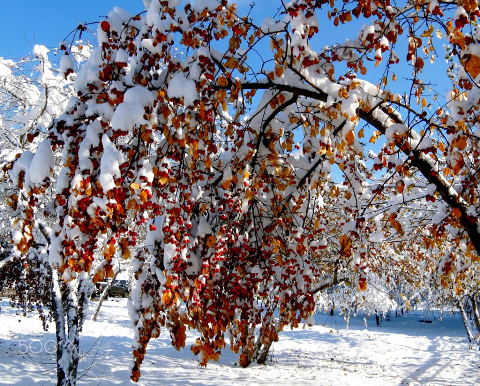 Золотая_осень_в_объятиях_зимы_(244328265)