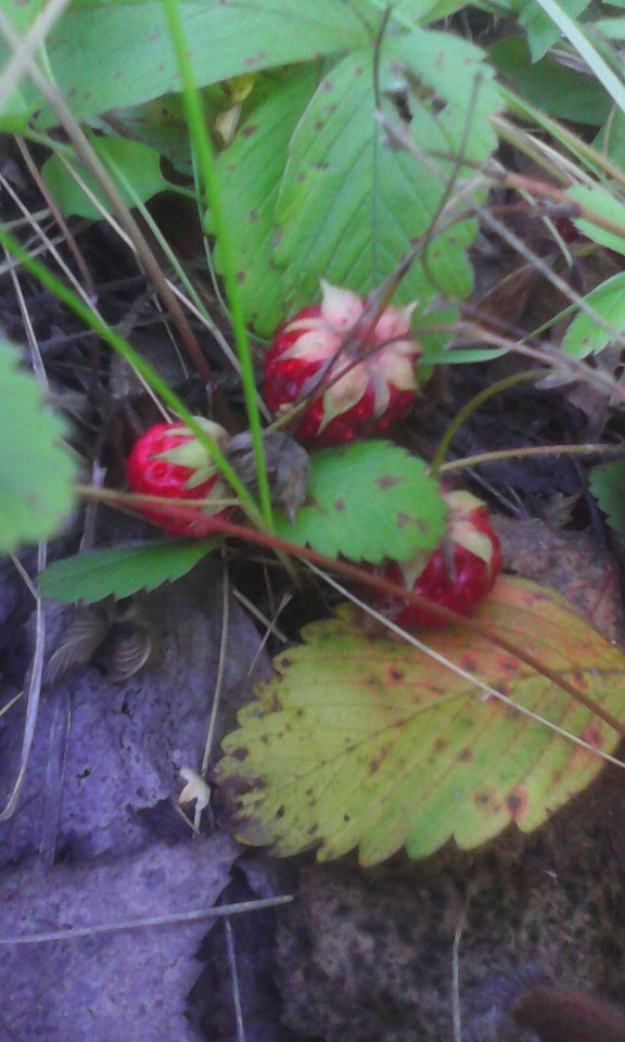 Клубника_луговая_(Fragaria_viridis)_04
