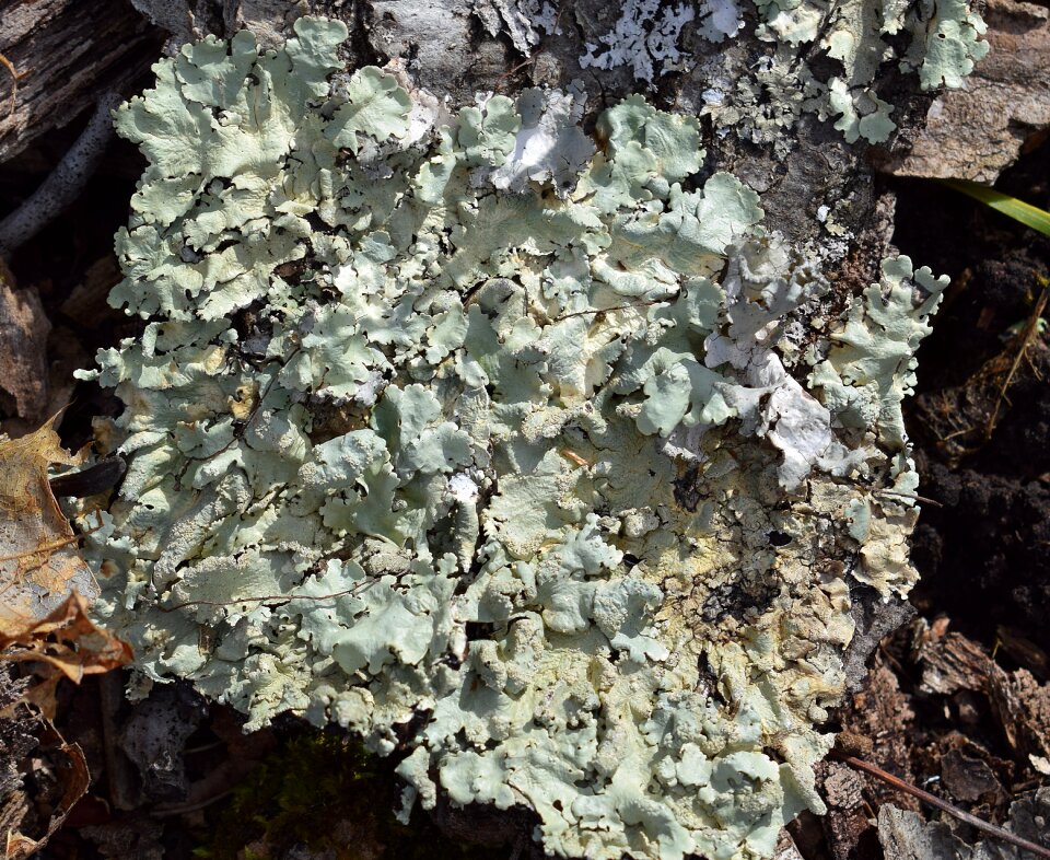 Cyanobacteria fungi nature