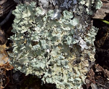 Cyanobacteria fungi nature