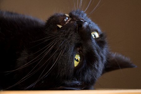 Domestic cat black cat tooth
