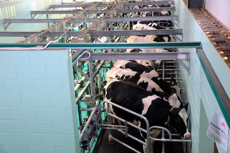 Milk dairy parlor