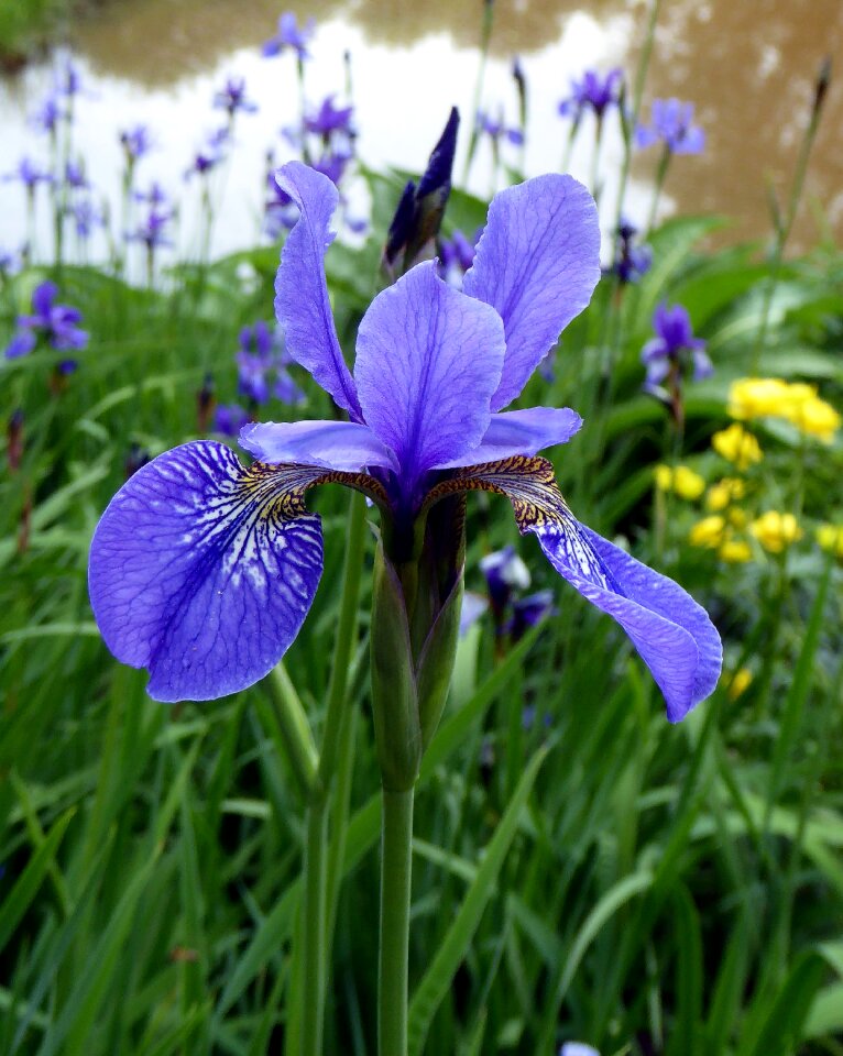 Close up wild flower blue photo