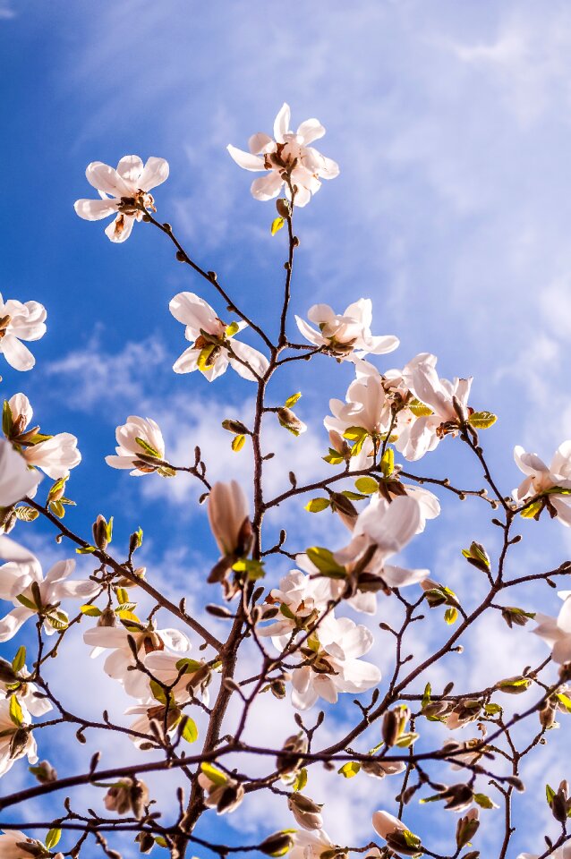 Bud tree pink photo