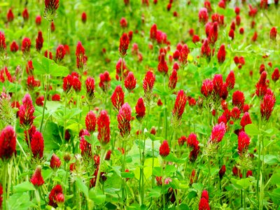 Meadow nature wildflowers