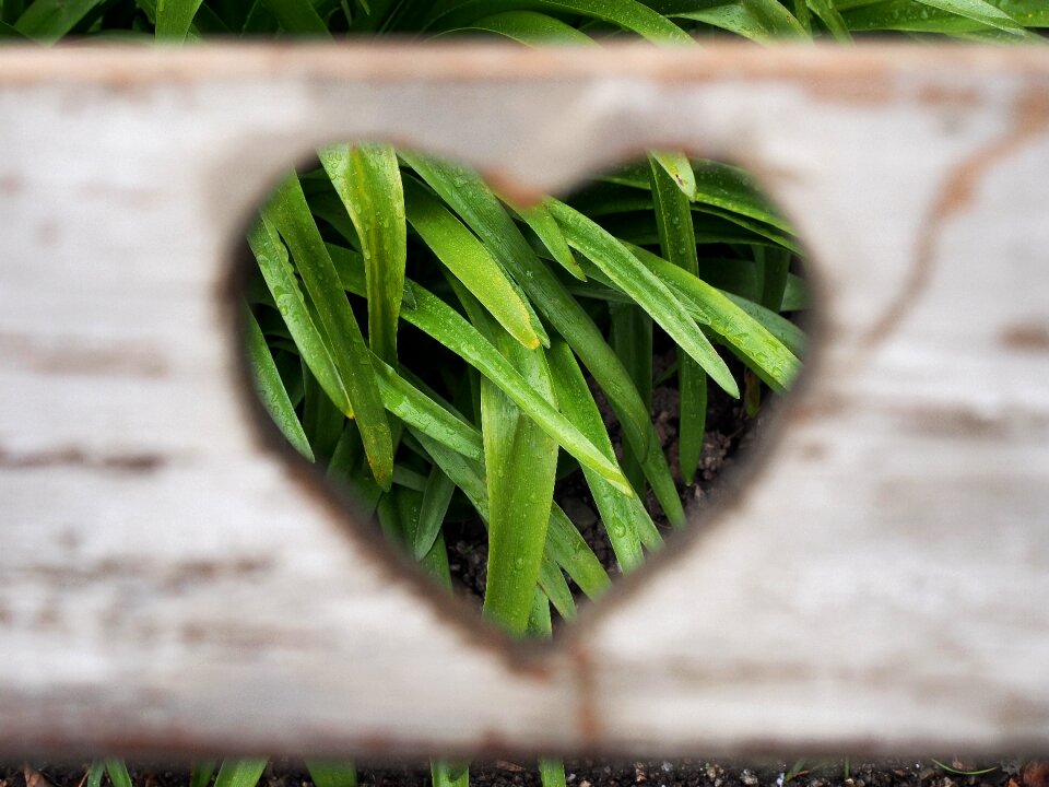 Romance lover passion