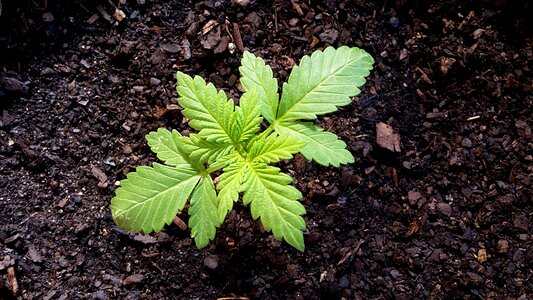 Grass yerba cannabis