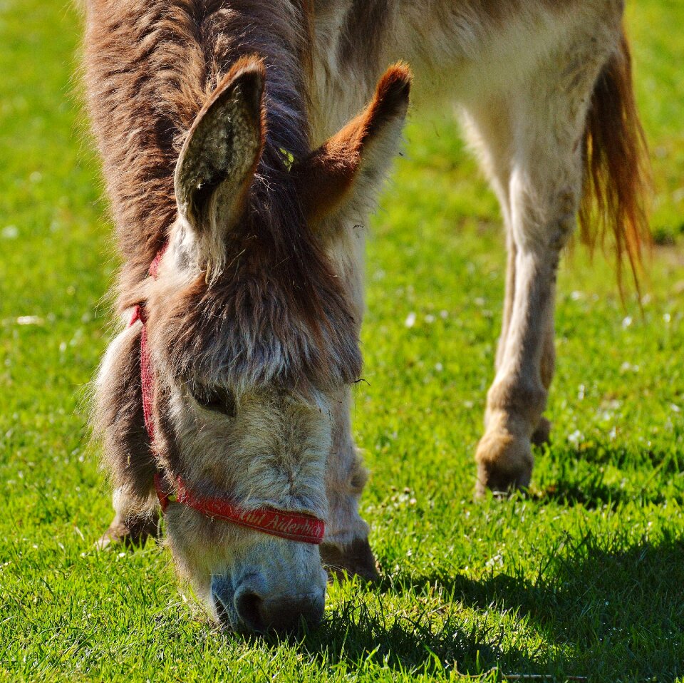Rural meadow graze