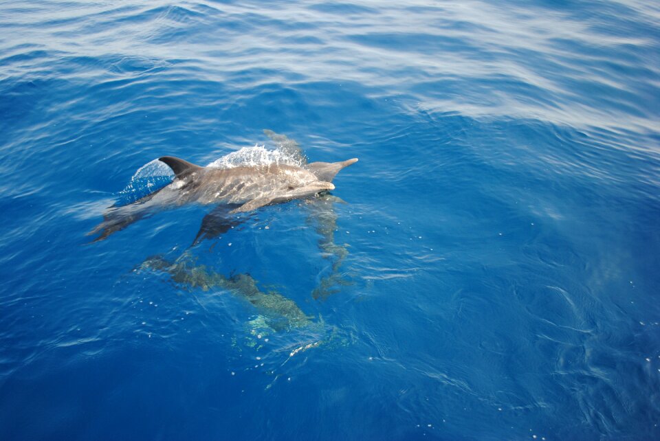 Wild venezuela wildlife