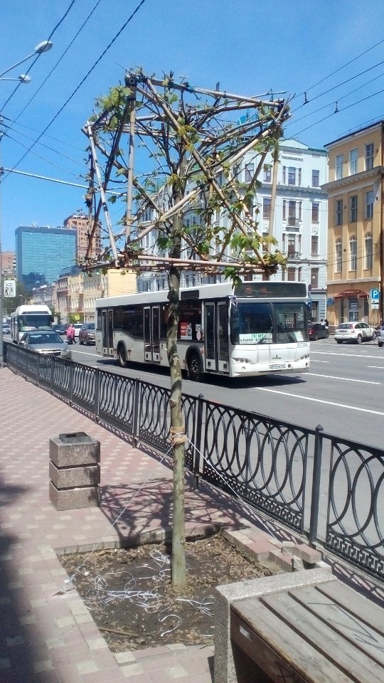 РНД-Ворошиловский_проспект-платаны(1)