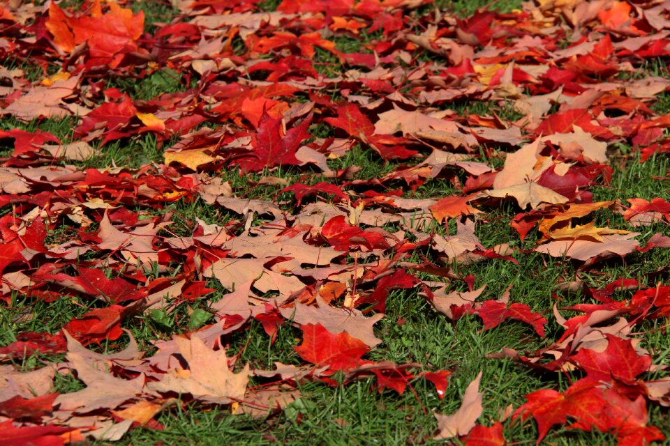 Leaf maple leaf autumn