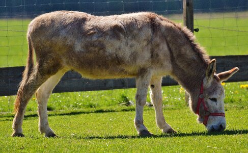 Rural meadow graze