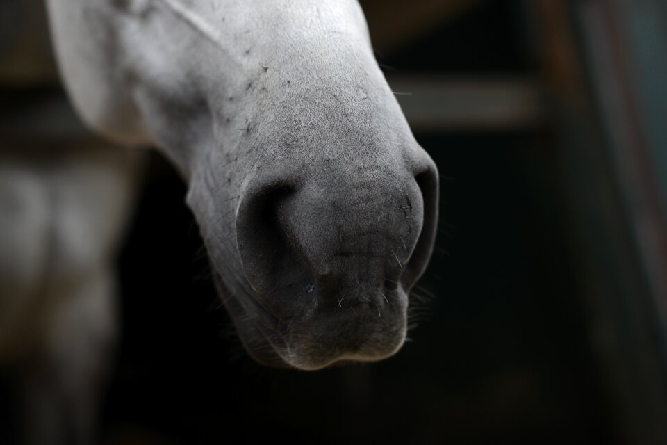 Horse nostrils Free photos